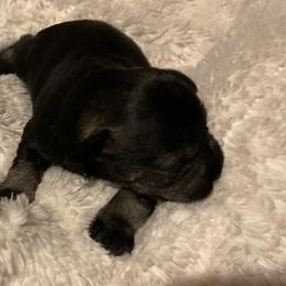 Boy 3 - male Miniature Schnauzer puppy in Osseo, Michigan from Kathy's Mini Schnazuers