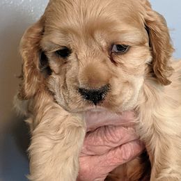 Cocker Spaniel puppies from Jacobsen's Cockers