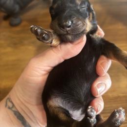 Rose - Black and tan female Dachshund puppy in White Cloud, Michigan from West Michigan Dachshund