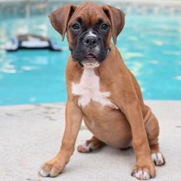 Blue GIRL - Fawn female Boxer puppy in Georgia from Stephanie’s Boxers