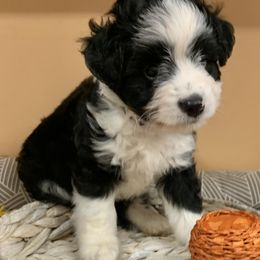 Candy - Black and white female Aussiedoodle puppy in Nacogdoches, Texas from BA Mini Poodles