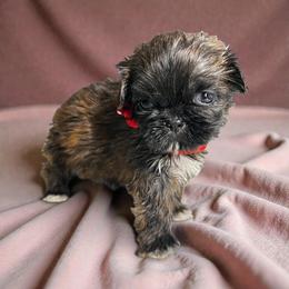 AKC-Maple - Brindle and white female Shih Tzu puppy in Mooresville, North Carolina from Juji Shih Tzu