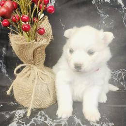 Genji - White female American Eskimo Dog puppy in Live Oak, Florida from Pecan Ridge Puppies