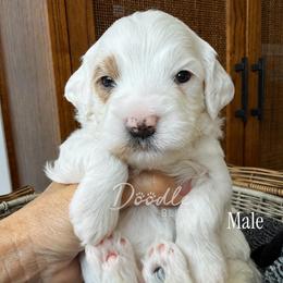 Acorn - Parti male Goldendoodle puppy in Gilbert, Arizona from Doodle Bliss