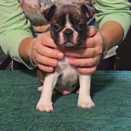 Boston Terrier and Boxer Puppies from Quinney’s Boxers and Boston Terriers