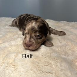 Ralf - Merle male Goldendoodle puppy in New Ringgold, Pennsylvania from Hawk Mountain Doodles