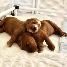 Goldendoodle Puppies from Texas Bello Doodles