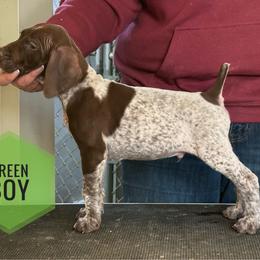Green Boy - Liver roan male German Shorthaired Pointer puppy in Dearborn, Missouri from Hardwood Kennels