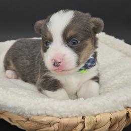 German Shepherd and Pembroke Welsh Corgi Puppies from J&R Shepherds & Corgis