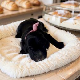 Truffle - Black female Goldendoodle puppy in Culpeper, Virginia from Beechwood Goldendoodles (VA)