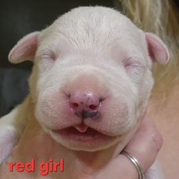 Girl 4 - female Dogo Argentino puppy in Blythe, California from Dogos del Gran Reino
