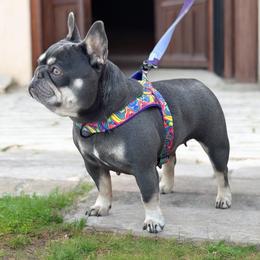 Chikis - Tricolors female French Bulldog puppy in Harmony, North Carolina from Schuster Haus