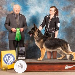 German Shepherd All Grown Up from John Moyle