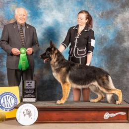 German Shepherd All Grown Up from John Moyle