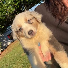 BMF 4 - Dilute blue female Australian Shepherd puppy in De Leon, Texas from Oceanwood
