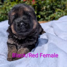 Ladybug Vom Legacy - Black and red female German Shepherd puppy in Kingsley, Michigan from Legacy German Shepherds