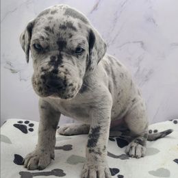 Finn - Merle male Great Dane puppy in Kannapolis, North Carolina from Carolina Great Danes & Toy Poodles
