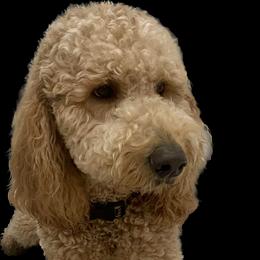 Rio - Goldendoodle