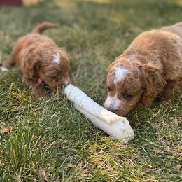 Cockapoo Puppies from Maple’s Cockapoo Puppies