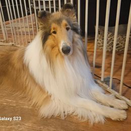 Walken - Collie