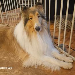 Walken - Collie