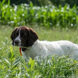 Drentsche Patrijshond puppies from Alexis Weinstein