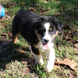 Kinsley - Black tri-color female Australian Shepherd puppy in Kansas, Oklahoma from Windy G Farm