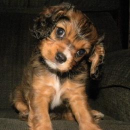 Cavapoos and Havanese from King Lionheart Puppies
