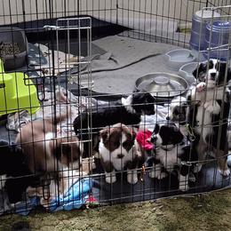Australian Shepherd and Miniature Australian Shepherd Puppies from Cara Harker