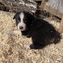 Cruz - Black & white male Australian Shepherd puppy in Ellensburg, Washington from Creekside Aussies