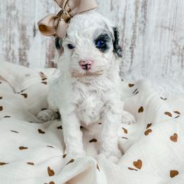 Girl 1 - Merle female Cockapoo puppy in Otisville, Michigan from Danie’s Darling Doodles LLC