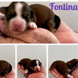 FONTINA - Red sable female Havanese puppy in Charlotte, North Carolina from HavaReese Havanese