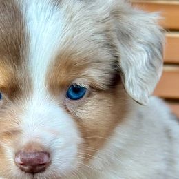 Toy Australian Shepherds from Double R farms