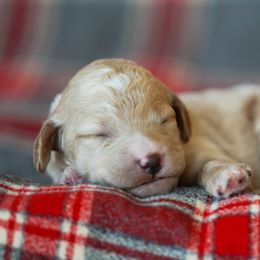 Goldendoodle Puppies from Pond Town Pups