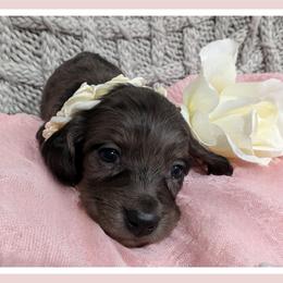 Dachshund Puppies from Goldie Girls Ranch Dachshunds