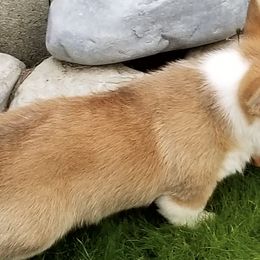 Pembroke Welsh Corgis from Peakaview Corgis