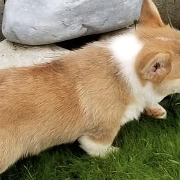 Pembroke Welsh Corgis from Peakaview Corgis