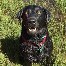 Luna - Labrador Retriever
