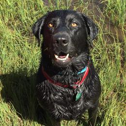 Luna - Labrador Retriever