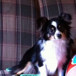 Australian Shepherd All Grown Up from Josh Courville