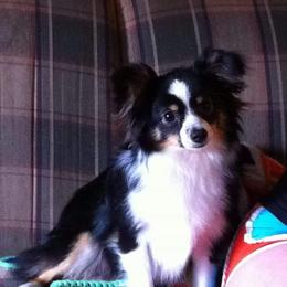 Australian Shepherd All Grown Up from Josh Courville