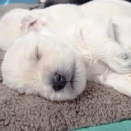 Miniature Schnauzer Puppies from Miniature Schnauzer Paradise llc