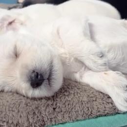 Miniature Schnauzer Puppies from Miniature Schnauzer Paradise llc