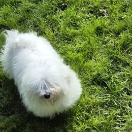 Benji - Maltese