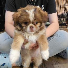 Peaches SC - Black sabled fawn female Chihuahua puppy in Meridian, Oklahoma from Crazy Love Kennels
