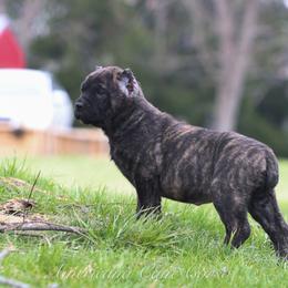 Berna - Black brindle female Cane Corso puppy in Cable, Ohio from Americana Cane Corso