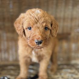 Black collar - Red male Bernedoodle puppy in Valdosta, Georgia from Fifth Day Farm