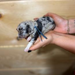 Captain - Blue merle male Australian Shepherd puppy in Eubank, Kentucky from Ashlee's Aussies