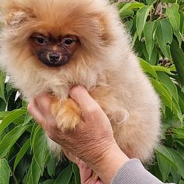 Moni Pie - Red female Pomeranian puppy in Brooklyn, New York from Svitlana's Pomeranians