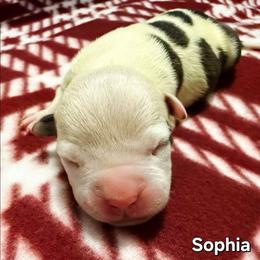 Sophia - Brown brindle female American Staffordshire Terrier puppy in Clintwood, Virginia from SkyBlue Kennel